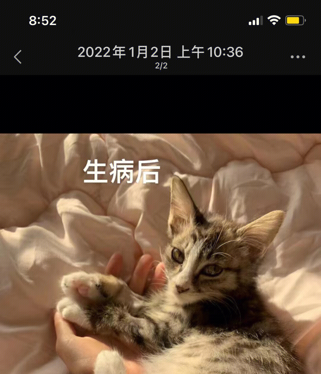 小花猫生病了图片