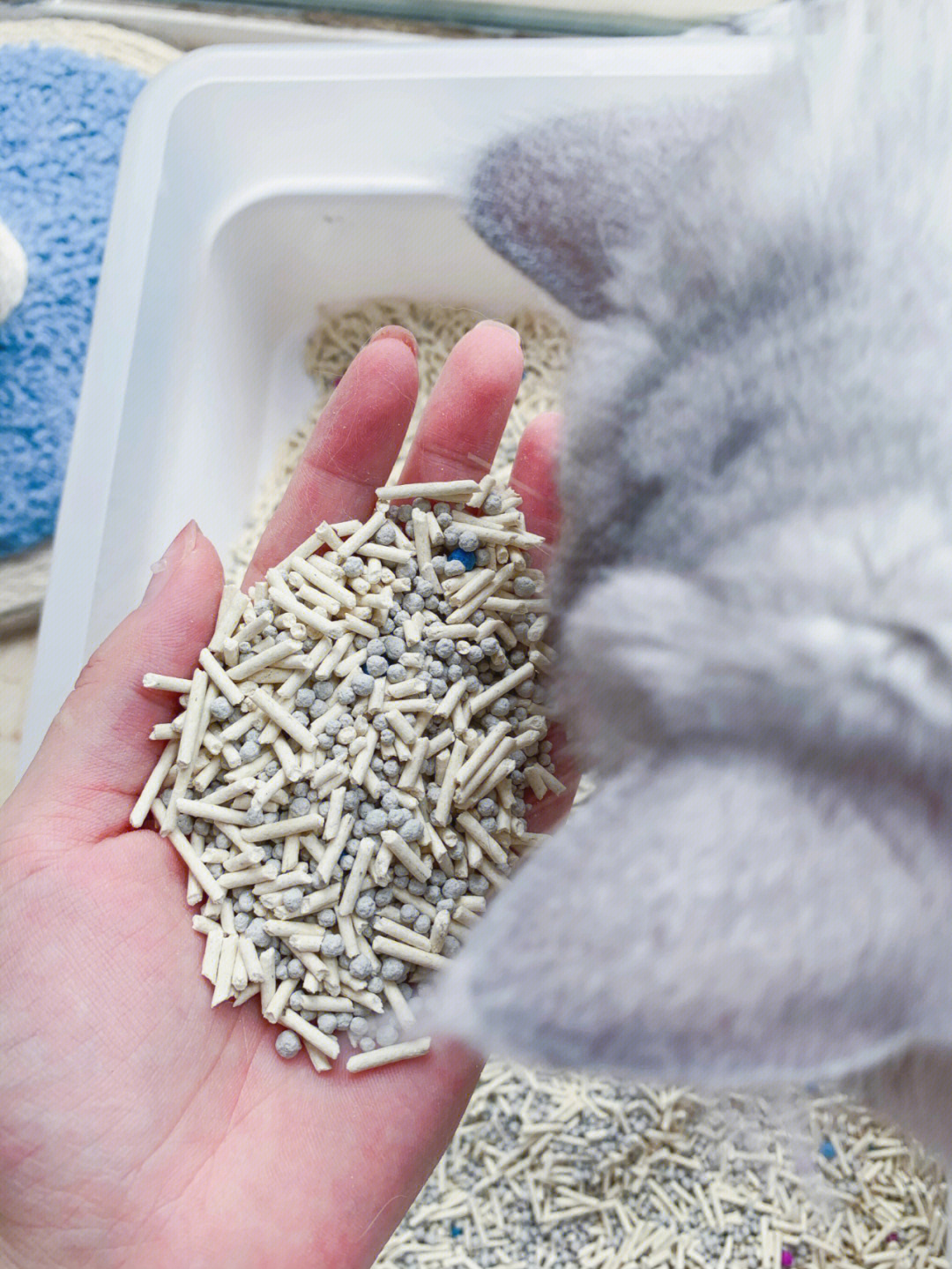 夏天养猫房间无异味全靠这款猫砂了