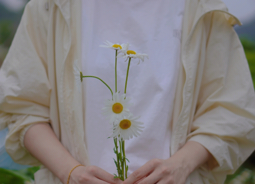 小雏菊