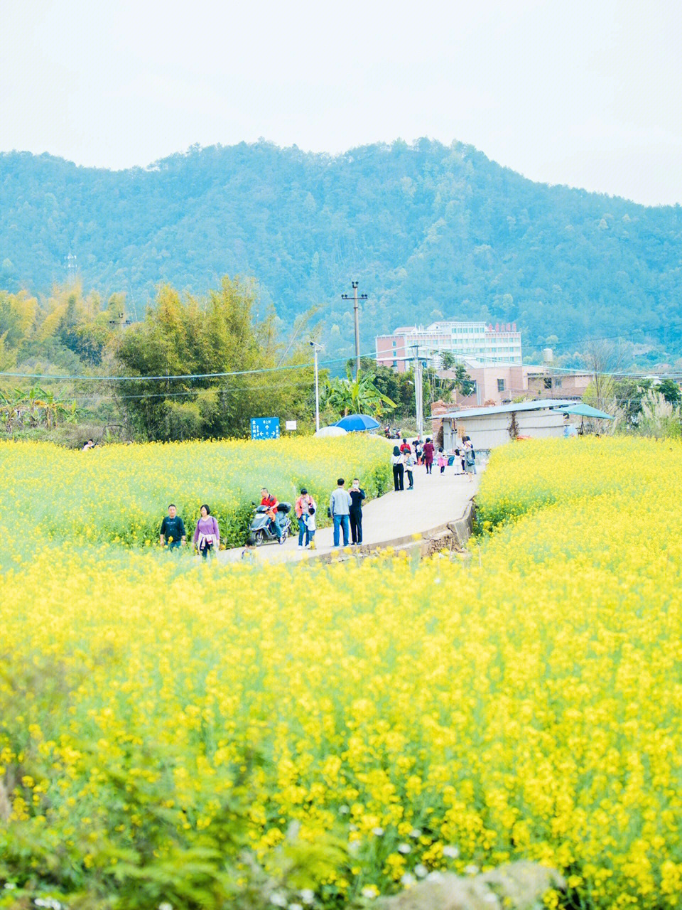 梅州石月村油菜花基地