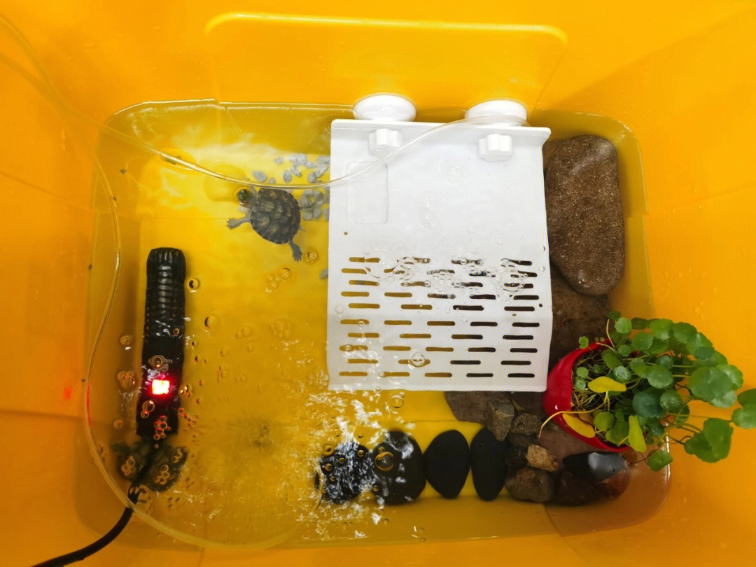 整理箱改造养乌龟图片