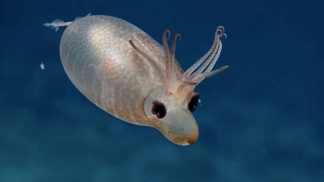 小猪乌贼|a piglet squid】海洋科学家发现一只奇怪的小乌贼在