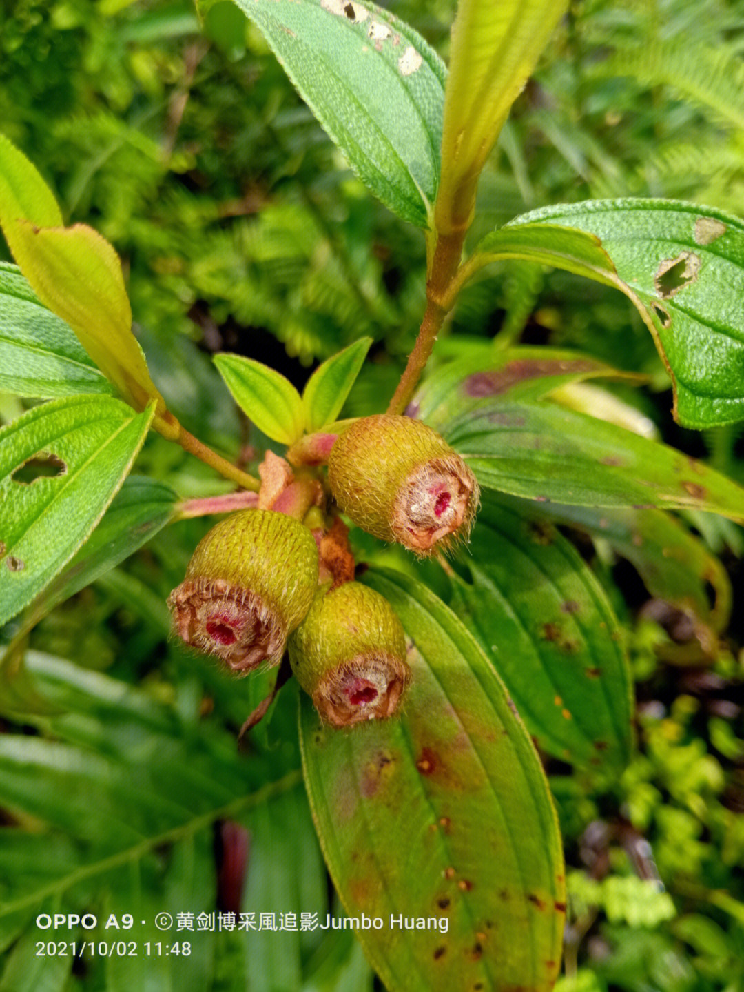 毛茛果实图片