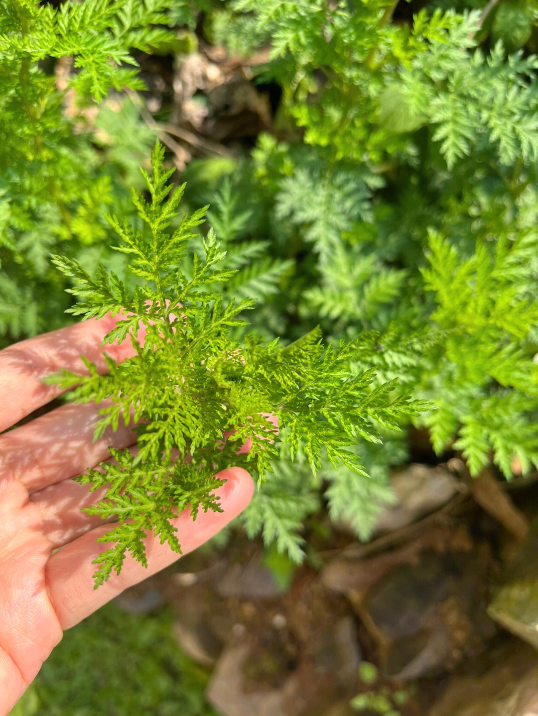 臭蒲草的功效与作用图片