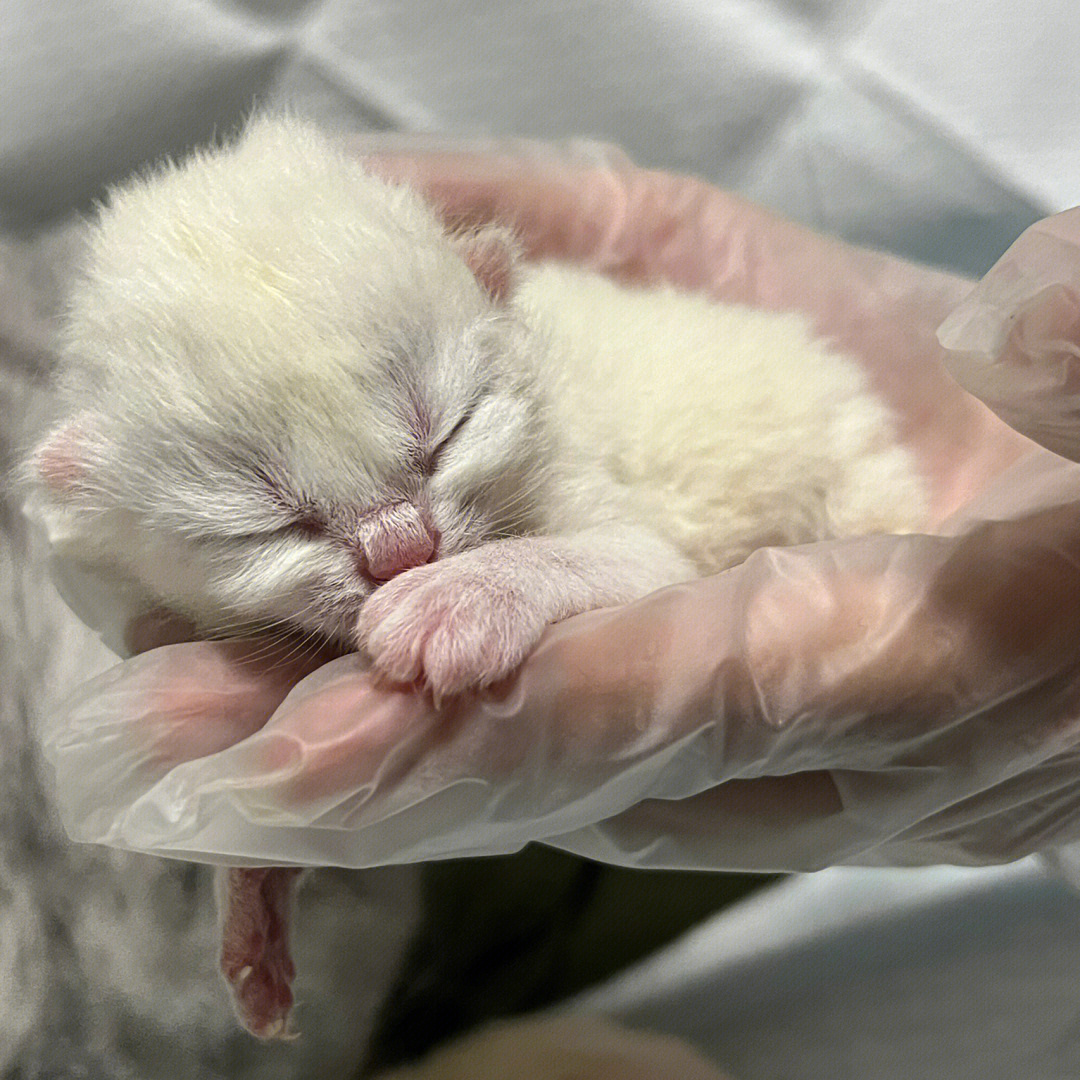 刚出生的银点猫图片图片