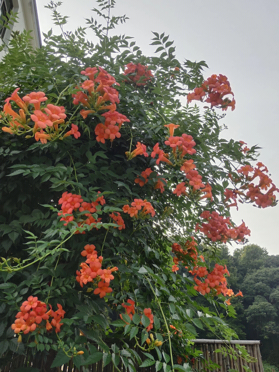 凌霄花被忽略的美