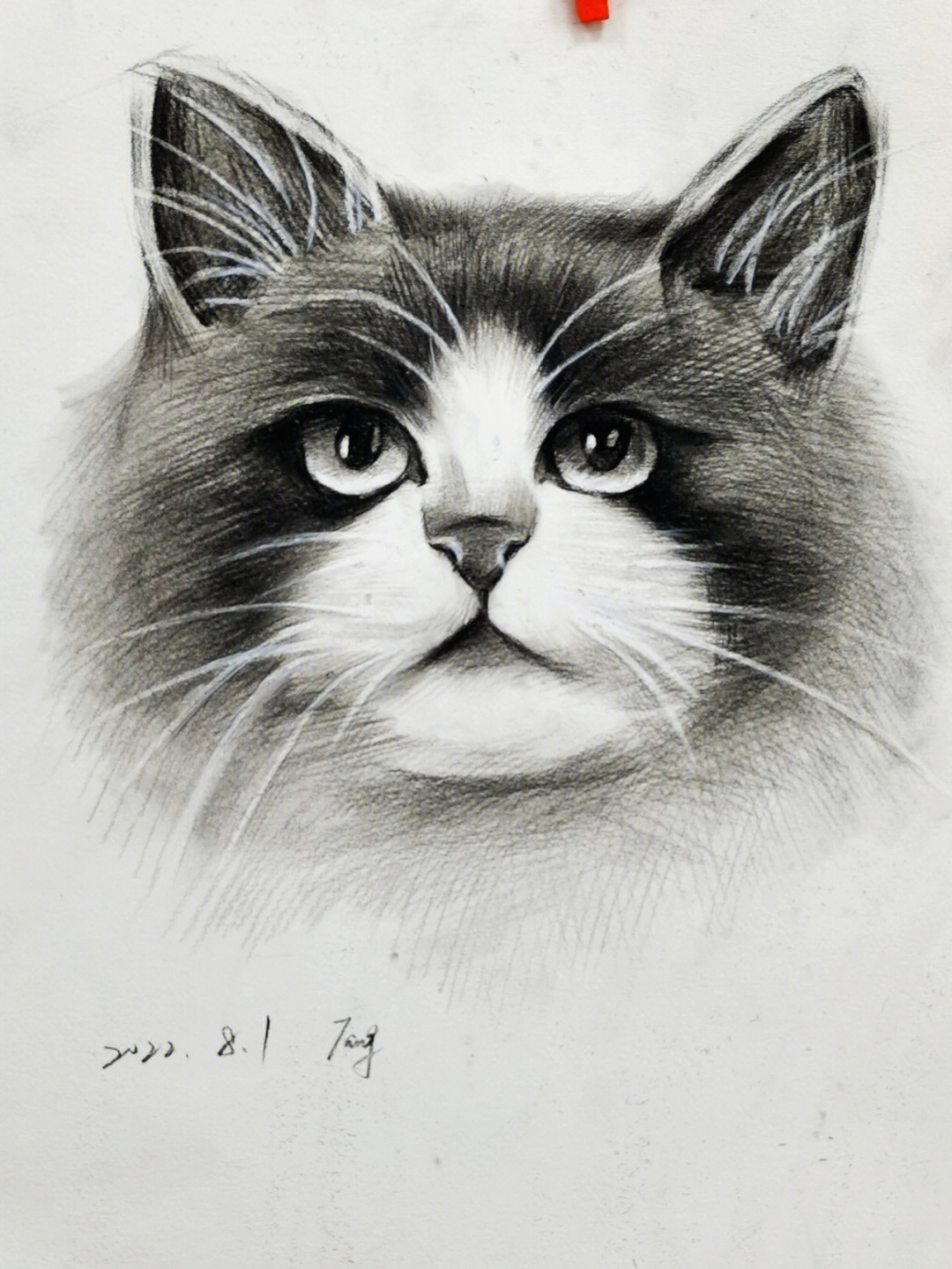 素描动物猫咪绘画步骤图