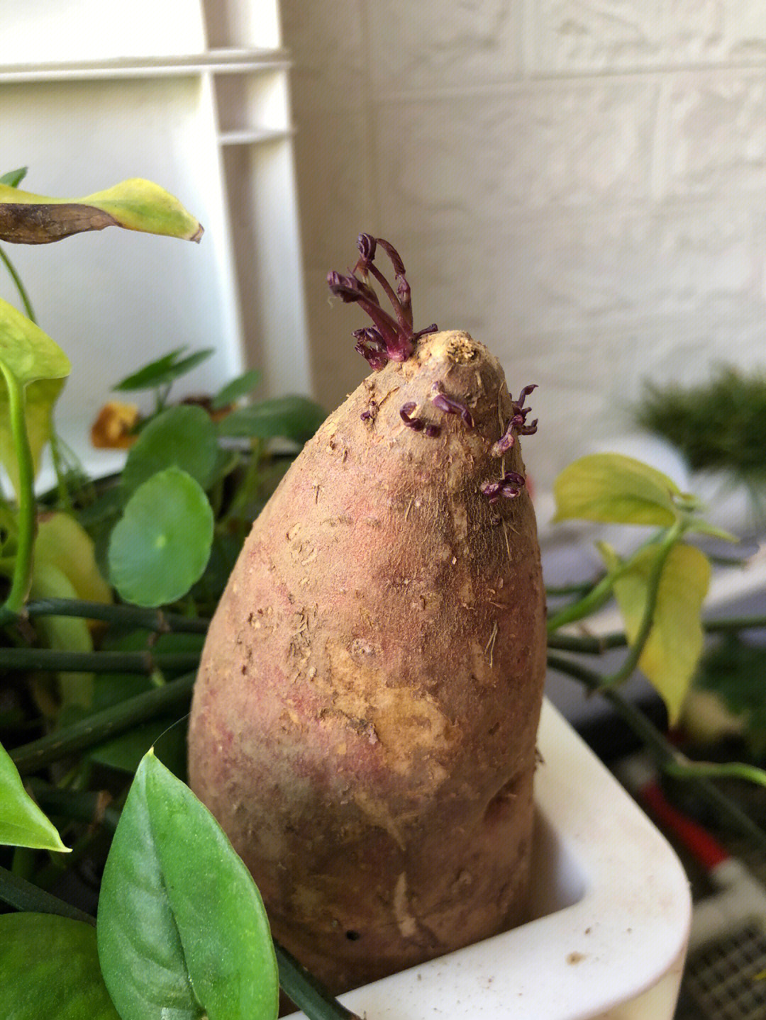 红薯发芽了能吃吗