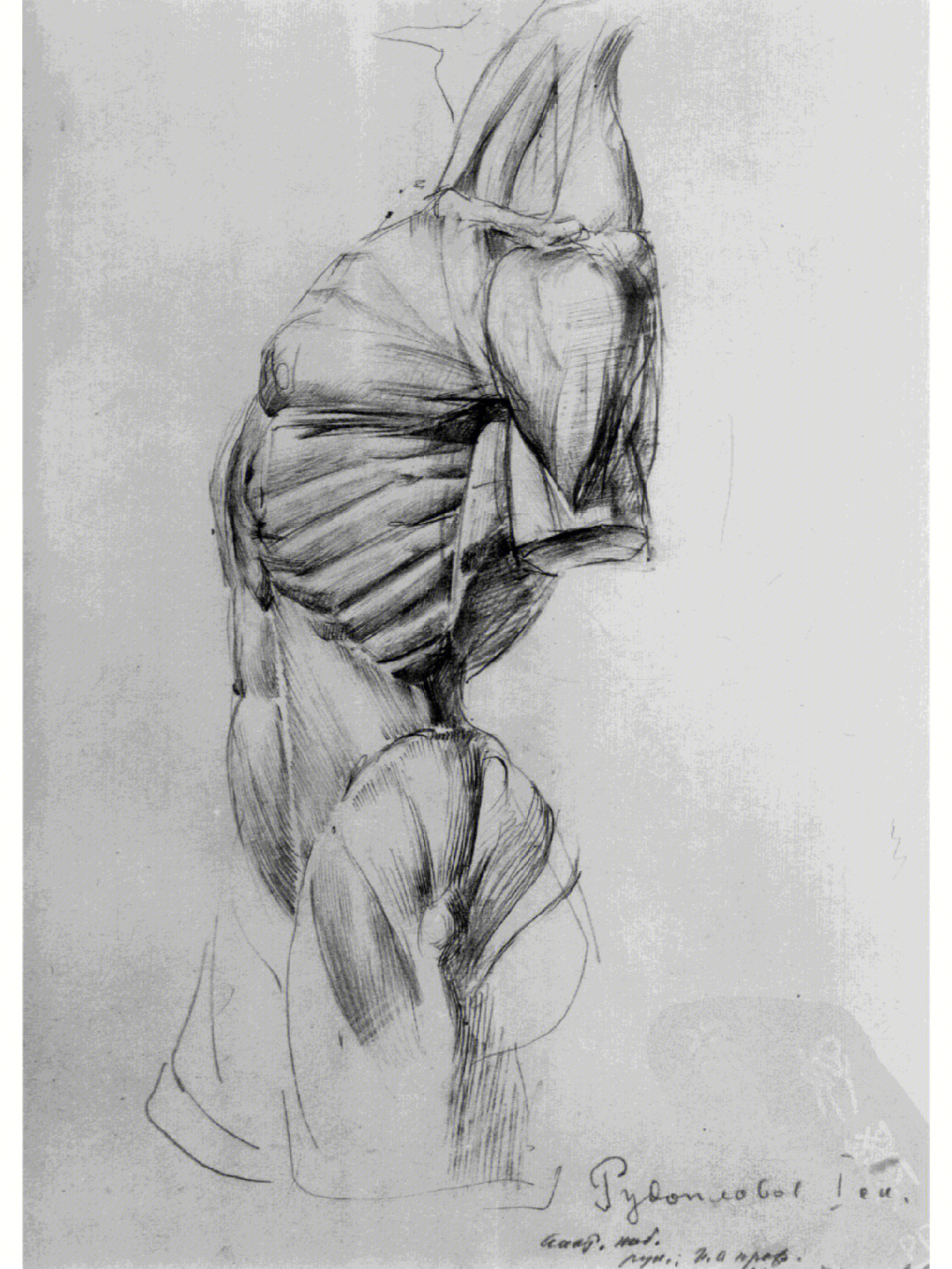 躯干骨与肌肉结构
