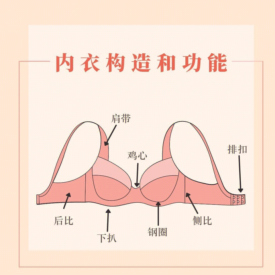文胸结构图讲解图片