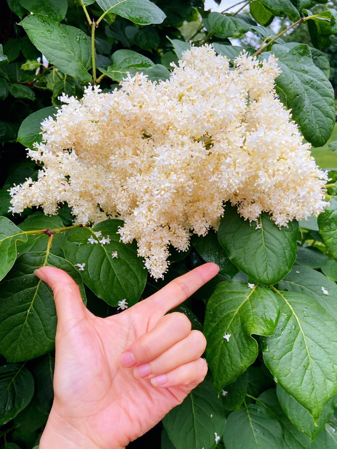 丁香花有毒吗图片