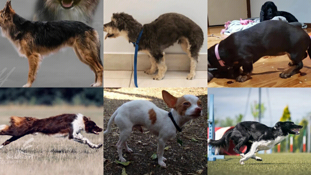 6只狗狗谁是真的弓背为什么会出现弓背