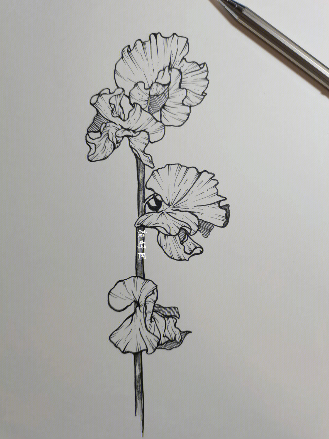 豌豆花简单简笔画图图片