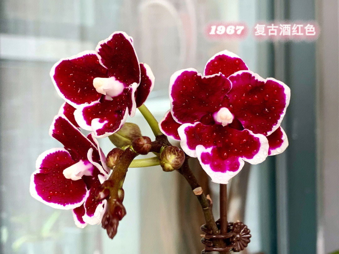 红色蝴蝶兰的花语图片