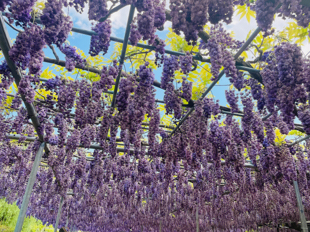 紫藤花园主题曲图片