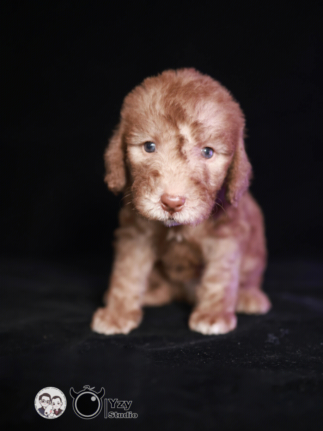 贝灵顿梗犬黑色图片