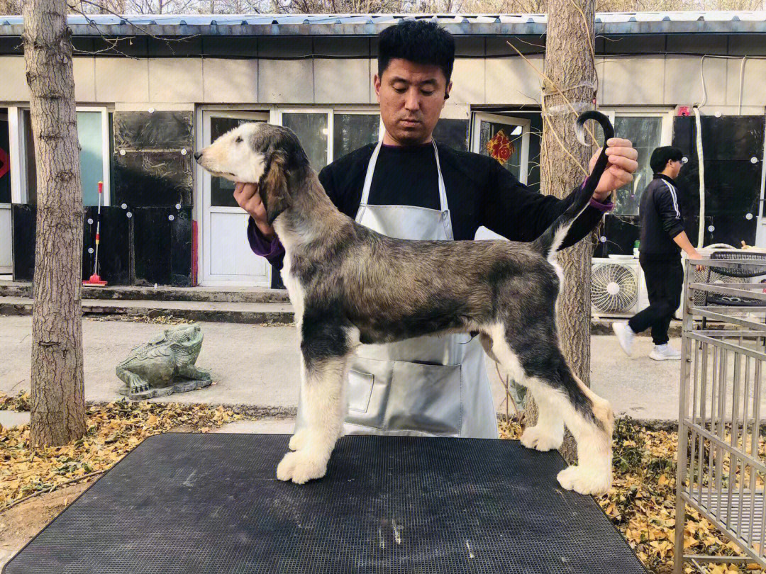 阿富汗猎犬多米诺图片