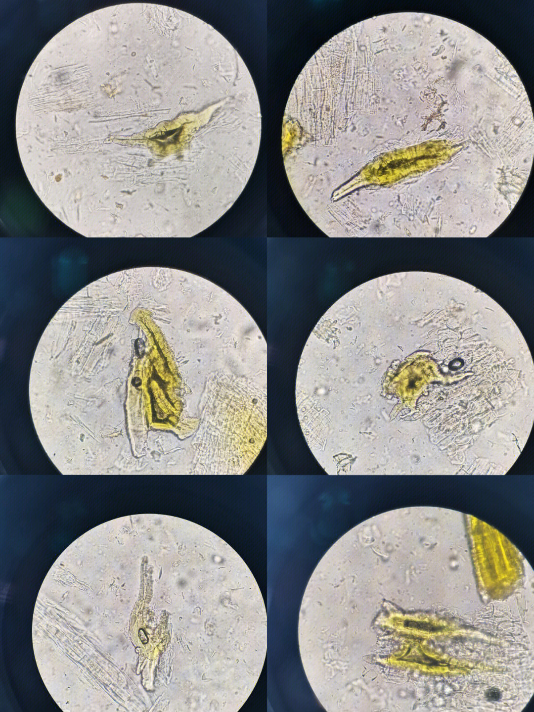 黄芪粉末显微图图片