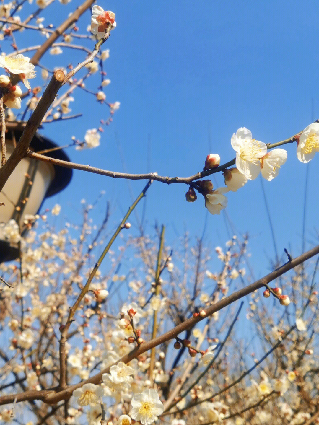 杭州超山梅花节图片