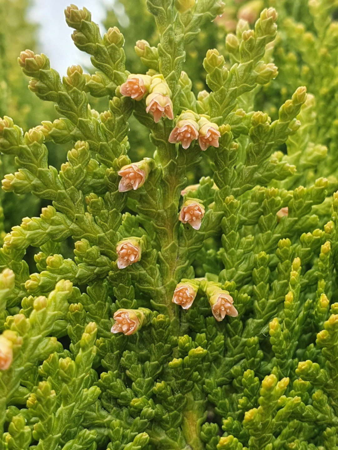 刺柏花期图片