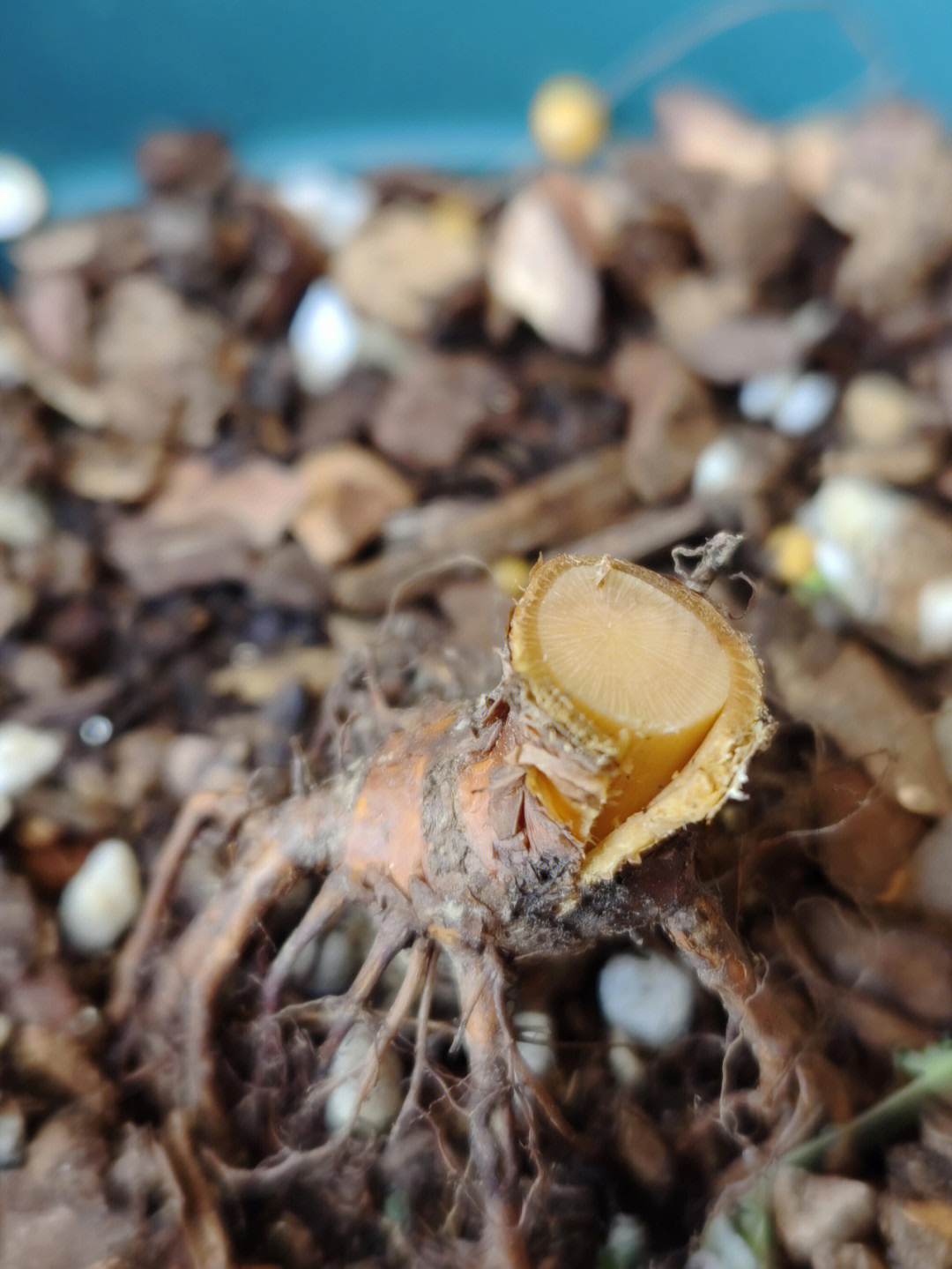 月季花的根茎和叶子图片