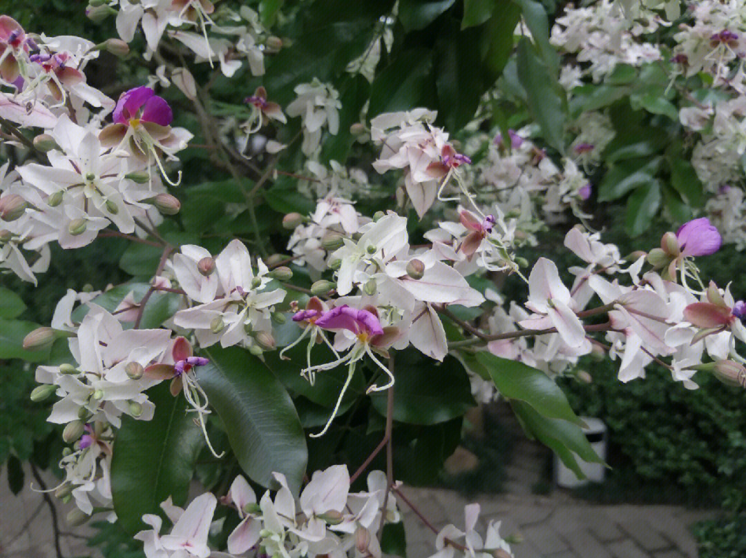 笔记灵感 到南宁金花茶公园看仪花,最好的一点是可以近距离接触仪花