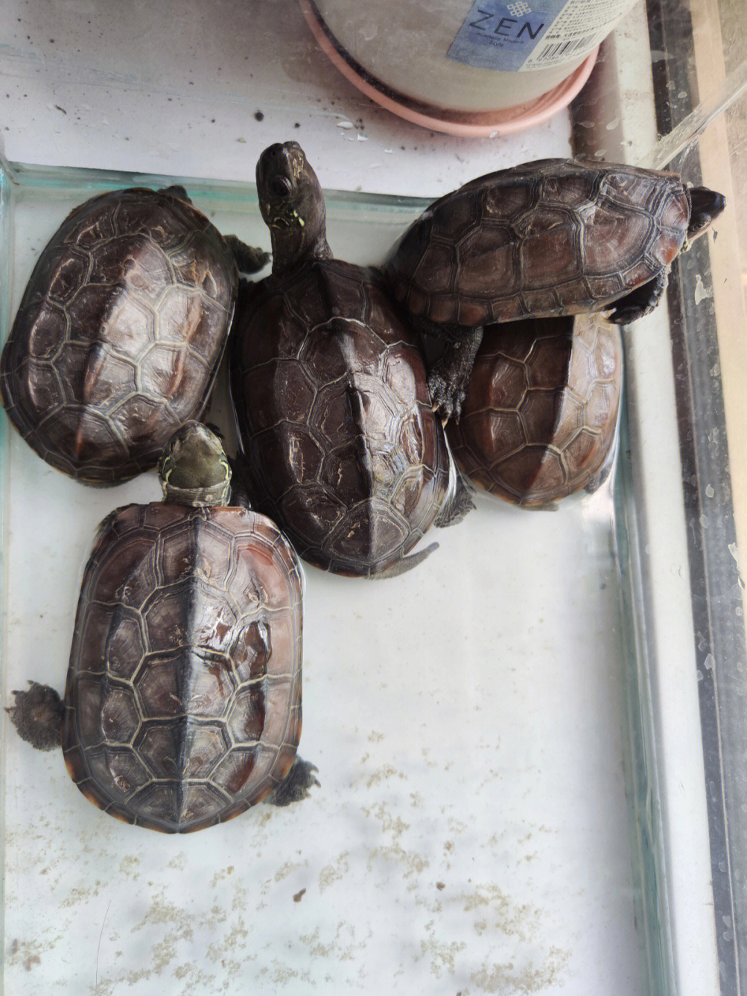中华草龟能长多大?图片