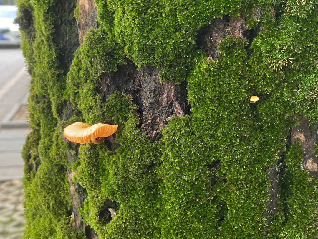 雨林隐藏图跺脚图片