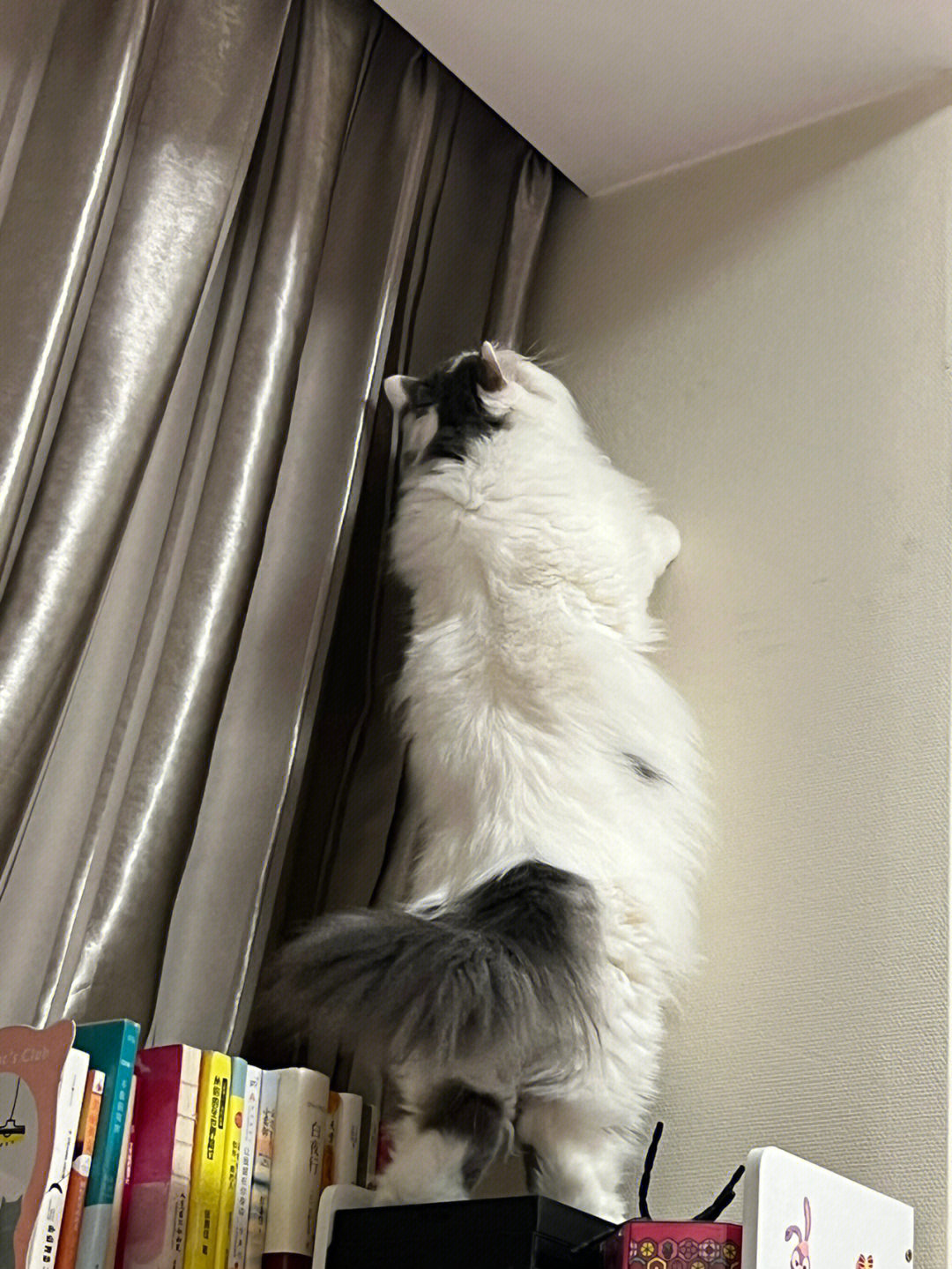 惊现爬墙猫