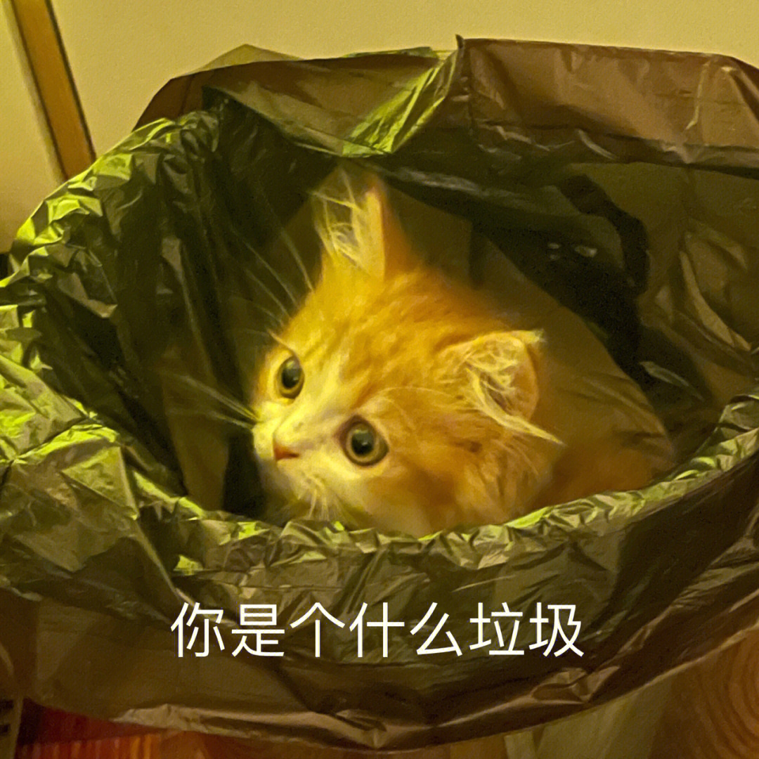 为什么会有小猫咪自己往垃圾桶里跳