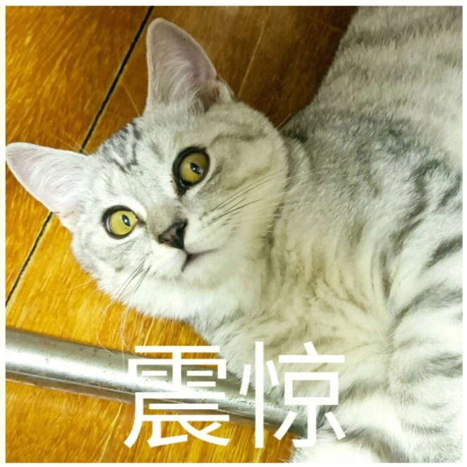 猫咪表情包