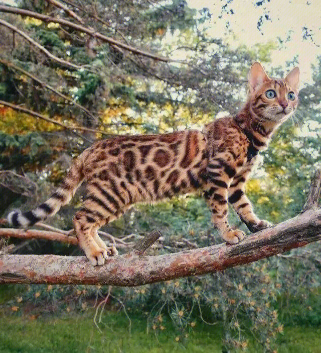 孟加拉豹猫缺点图片