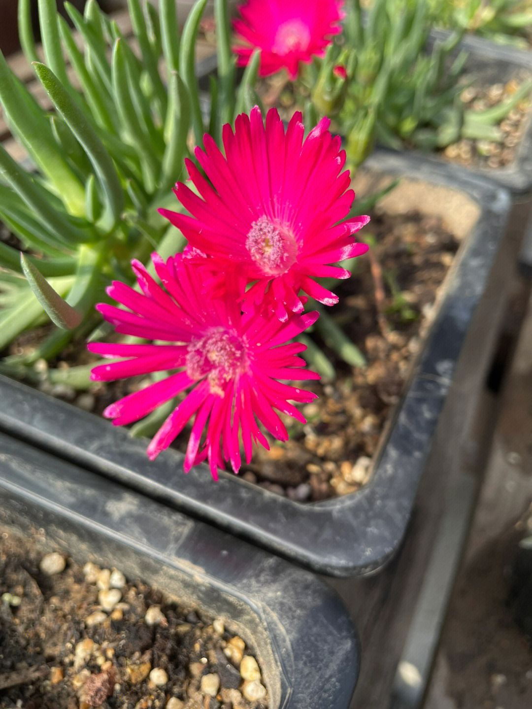 焰芒多肉开花图片图片