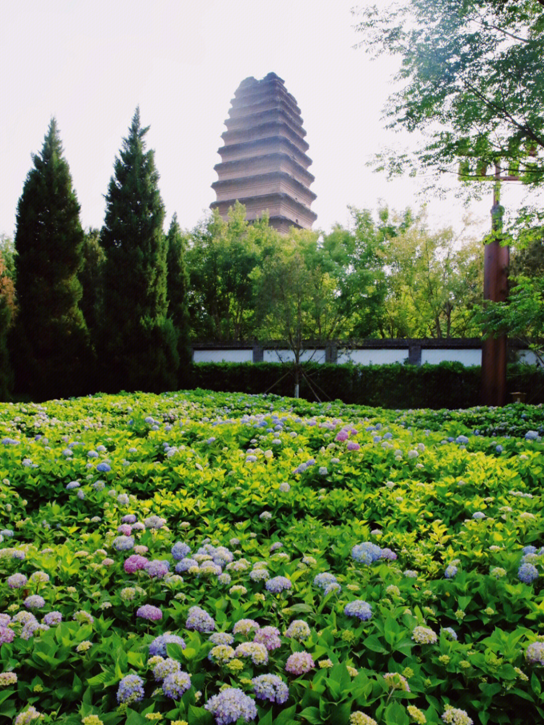 西安最好的花海公园图片