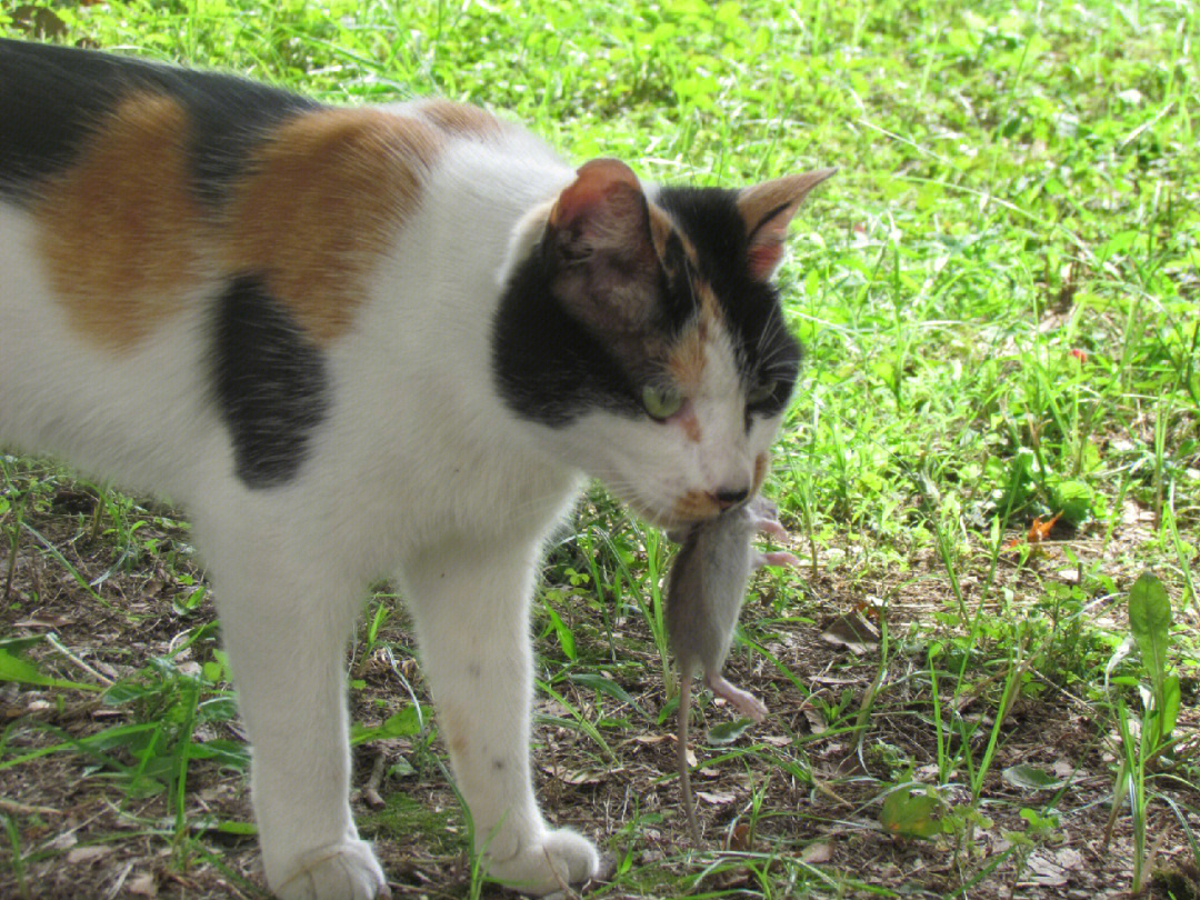 东吴喵猫猫队抓老鼠