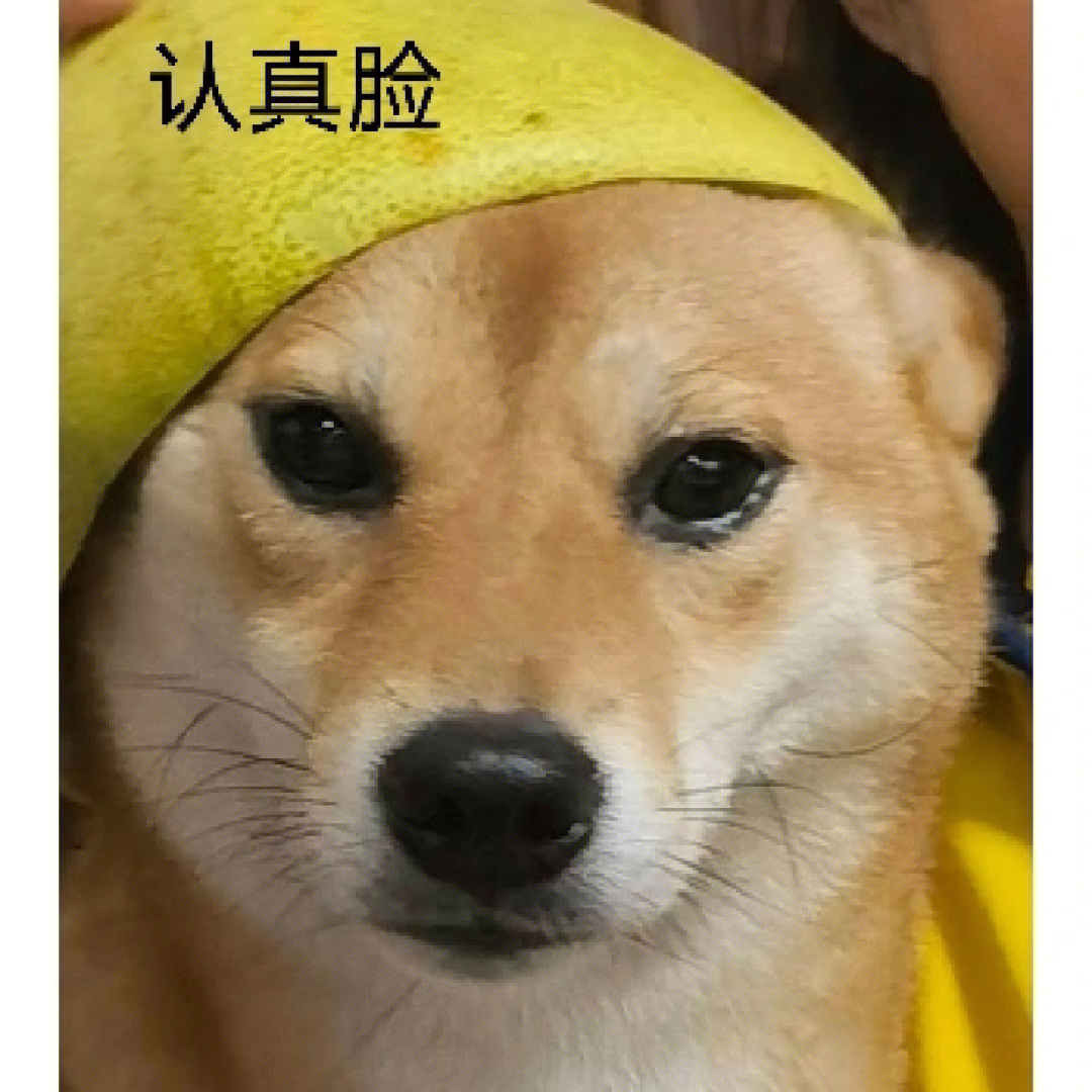 柴犬日常中秋表情包