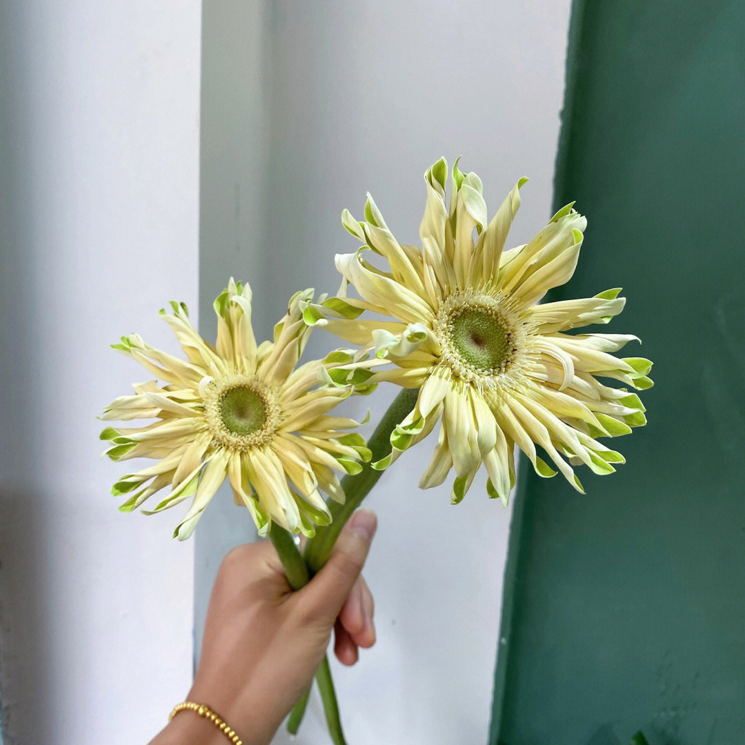 弗朗菊的花语图片