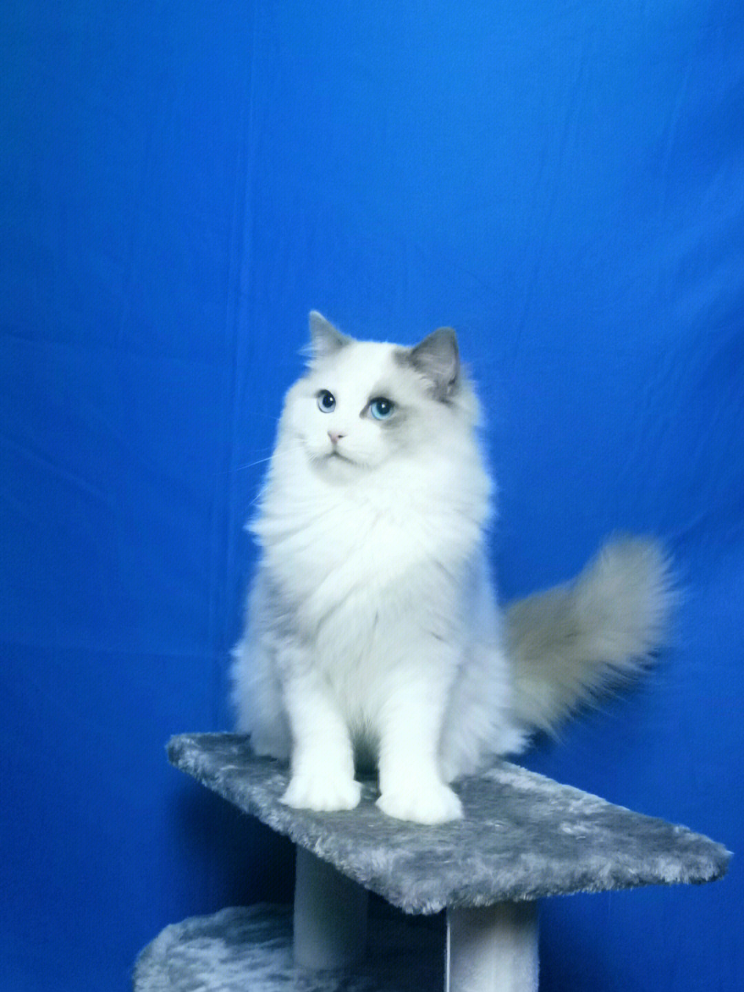 蓝色的猫咪是什么品种图片