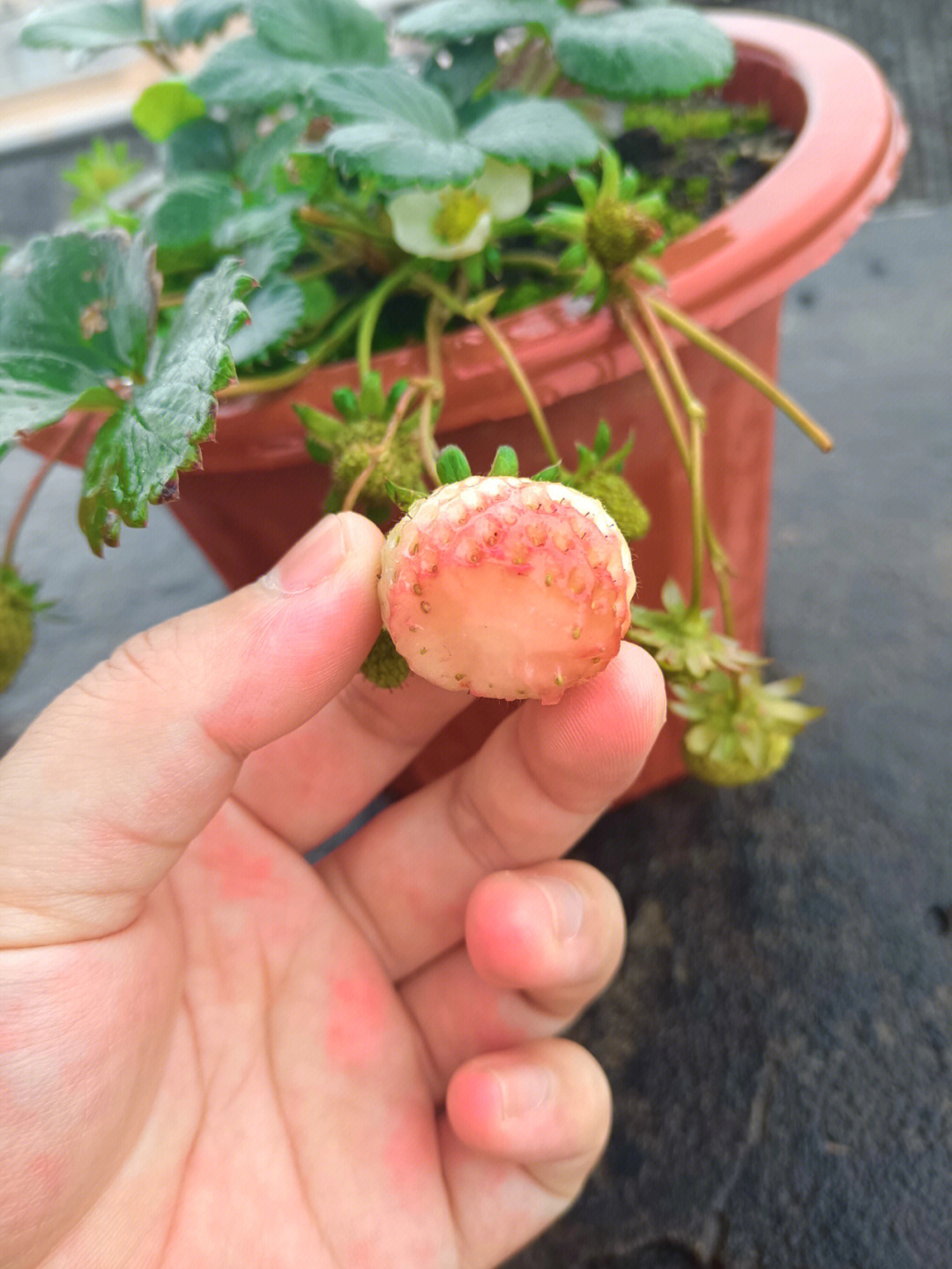 种草莓 真人图片