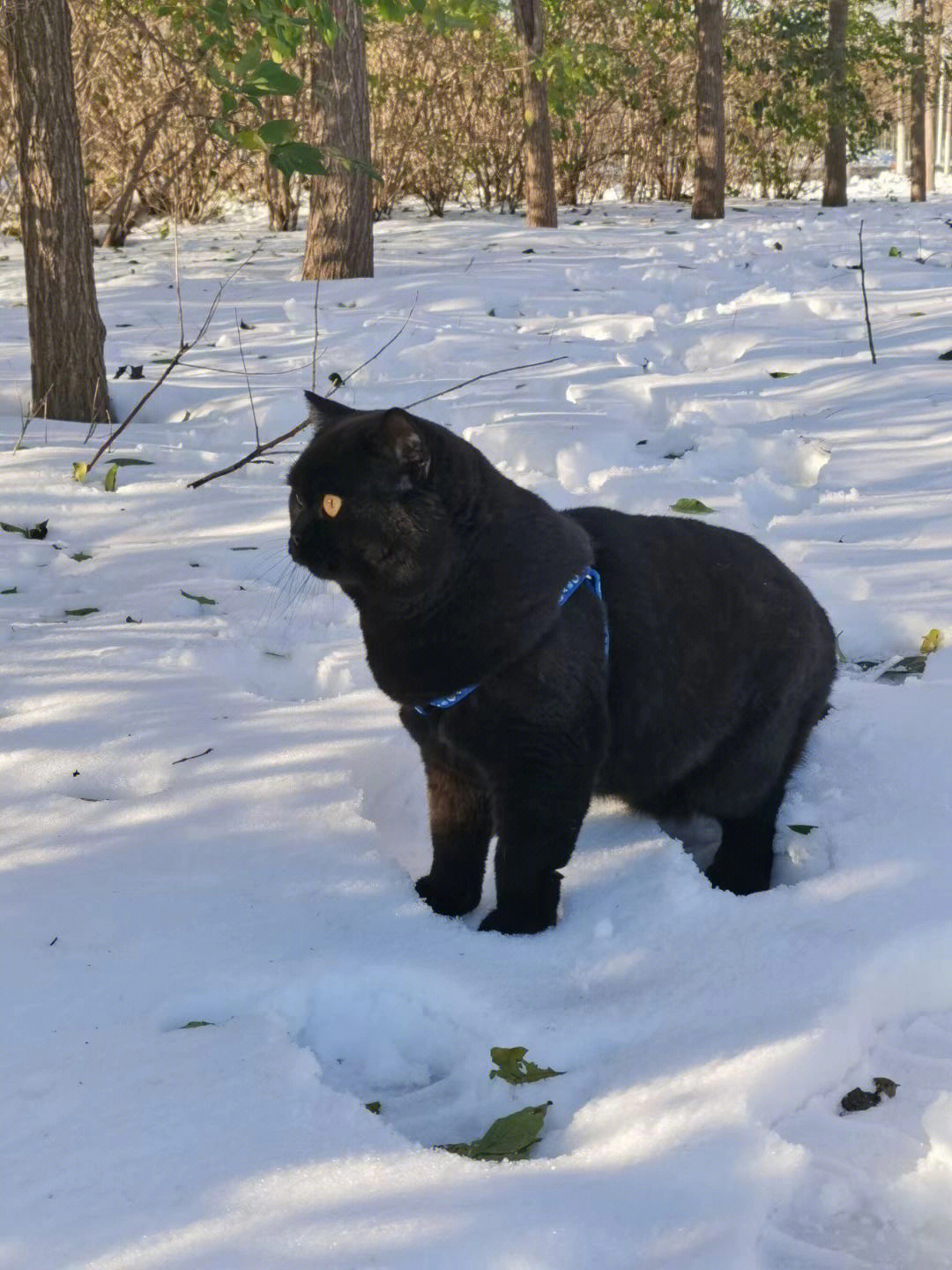 英短黑猫双血统赛级