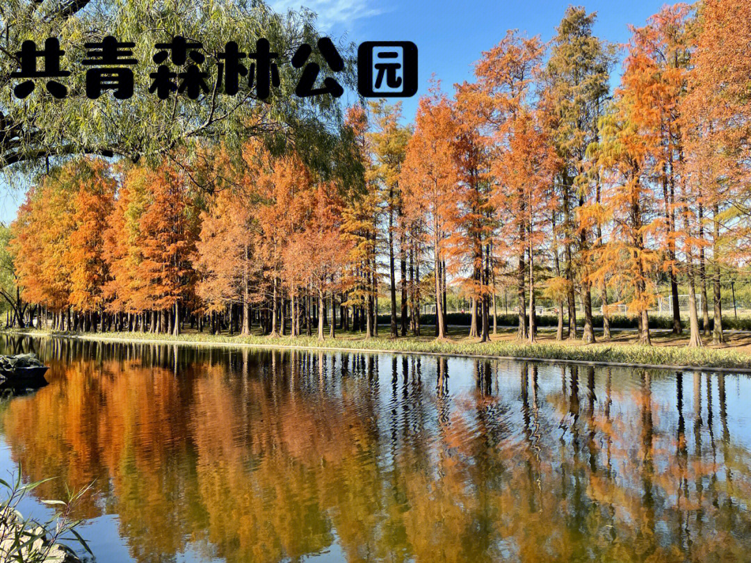 上海共青森林公园多大图片