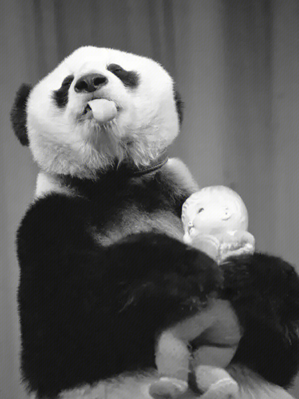 熊猫巴斯标本照片图片