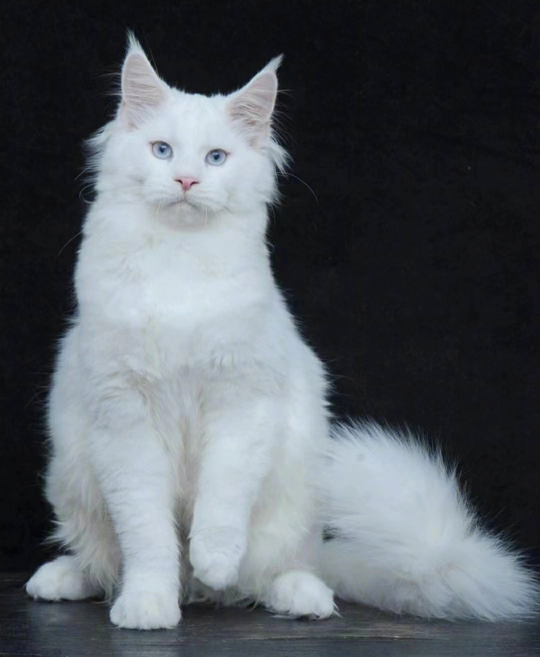 纯白缅因猫多少钱一只图片