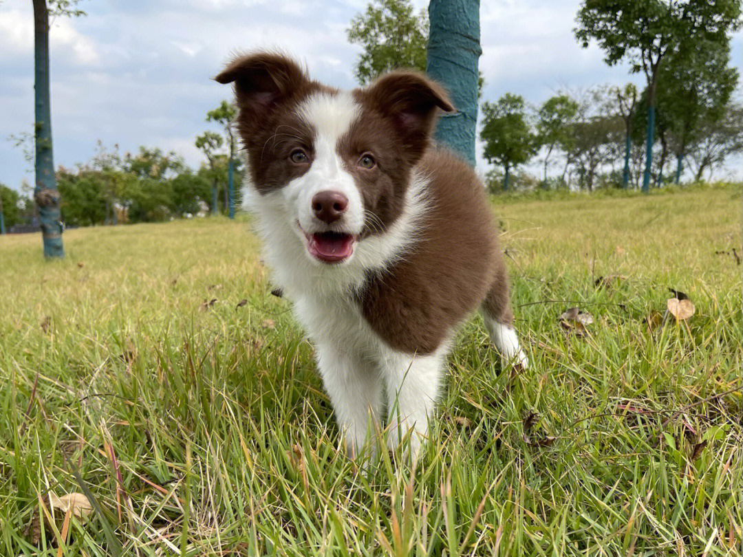 08社会化第一课咖啡色边牧幼犬弟弟