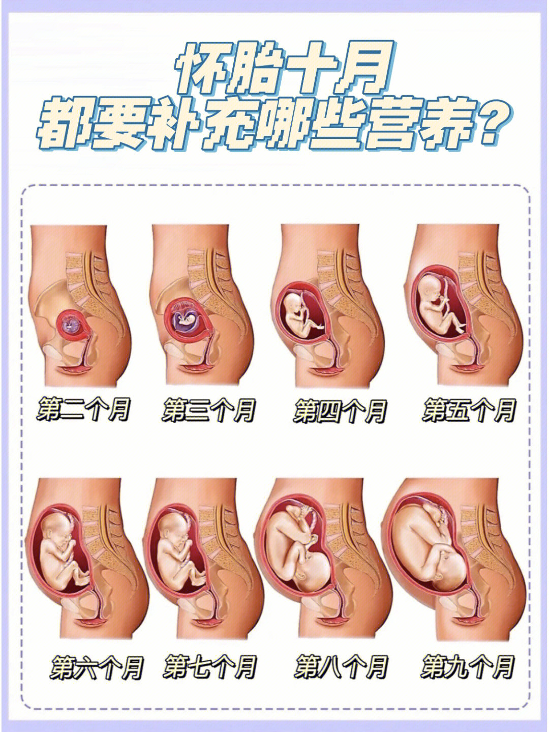 怀孕1到9月腹部变化图图片