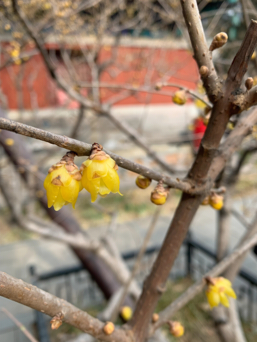 元月十二北京植物园赏腊梅