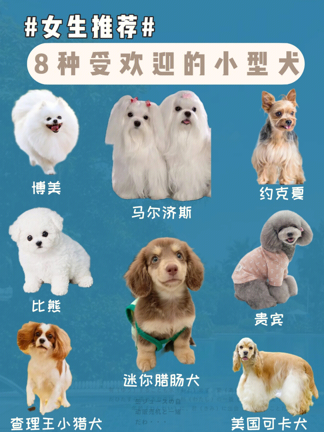 小型烈性犬名单图片