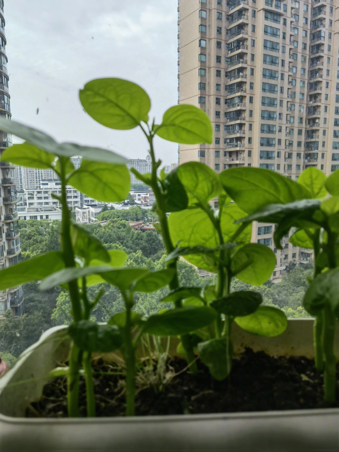 阳台种植木耳菜