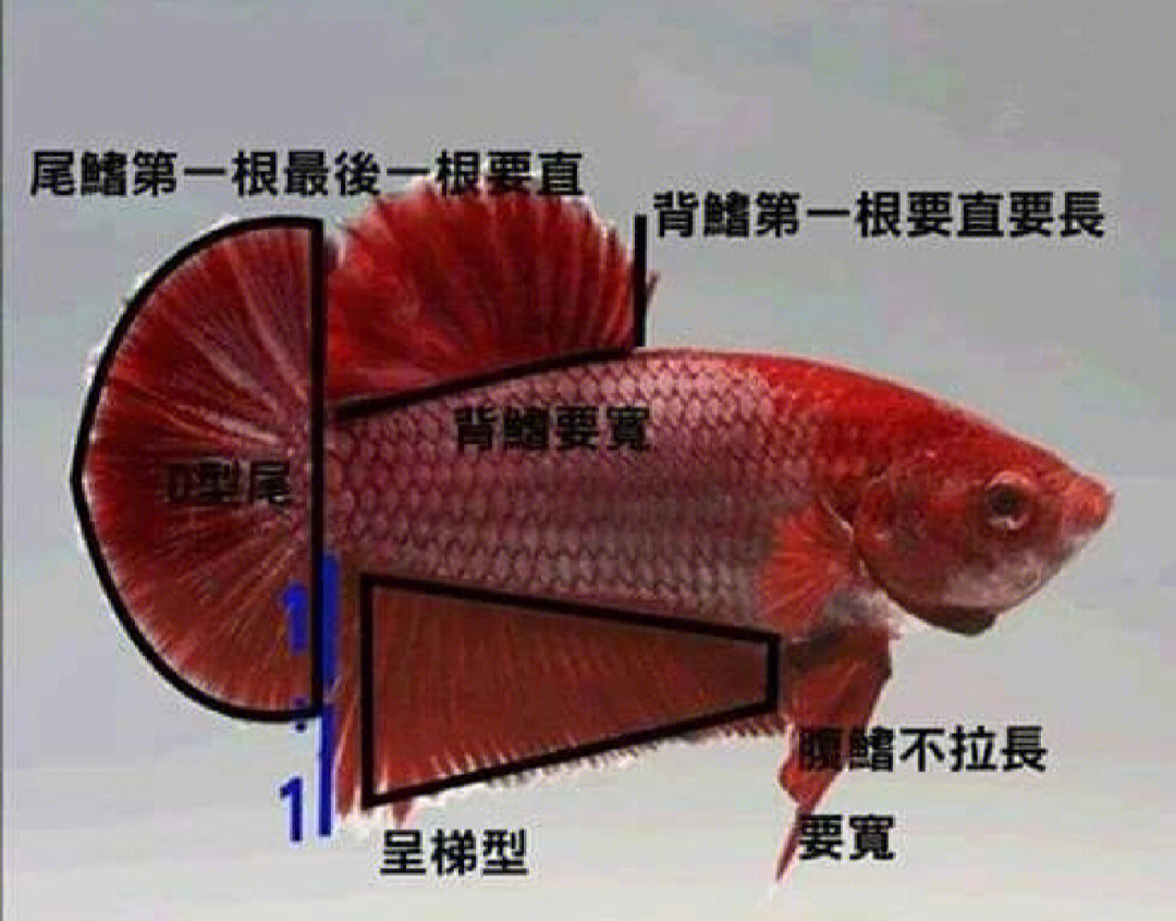 泰国斗鱼品种图解图片