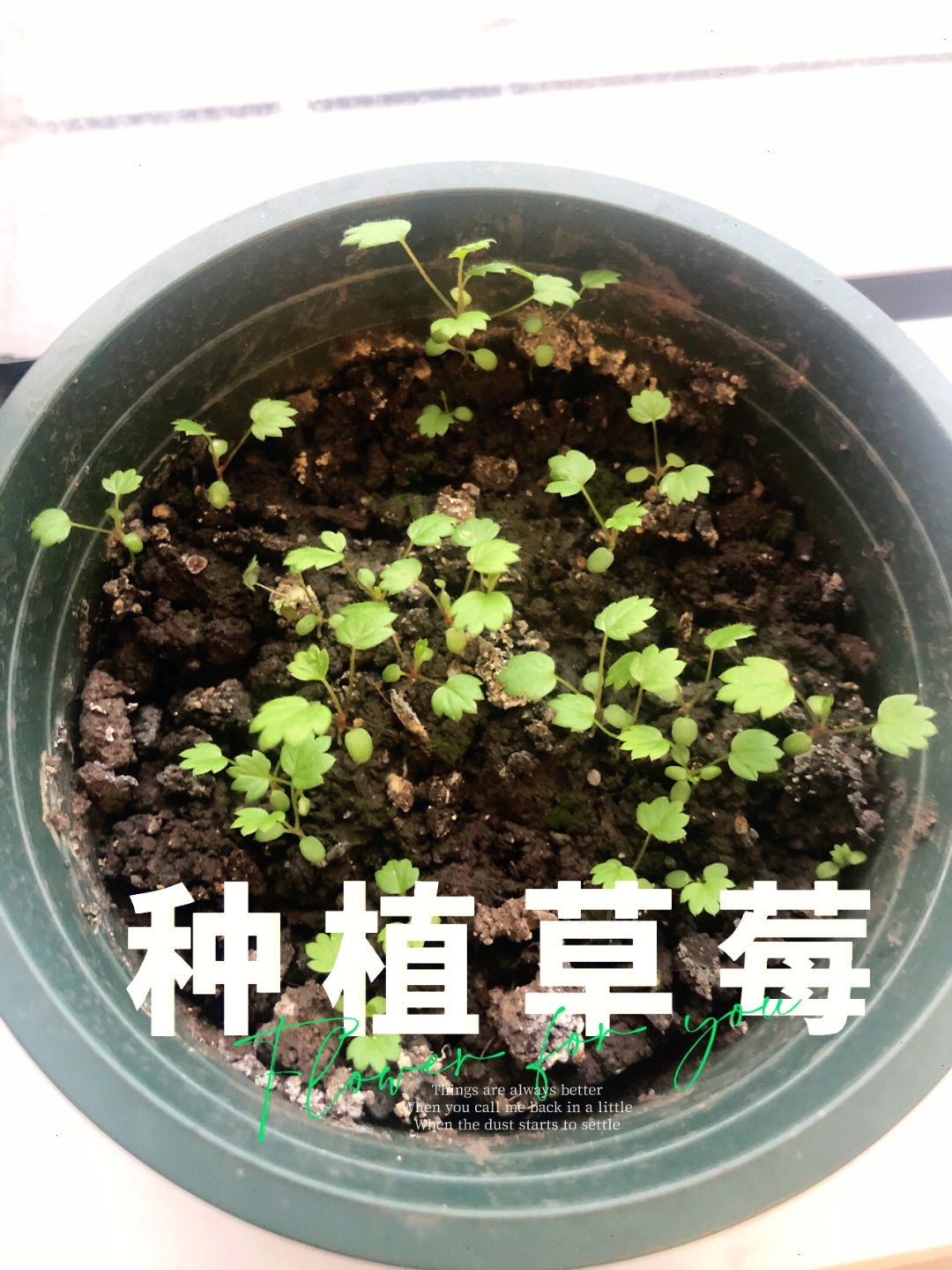 草莓苗的生长过程图片